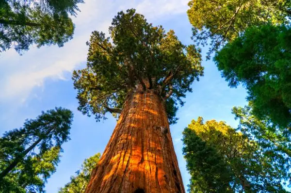 Giant sequoias: characteristics and where they are