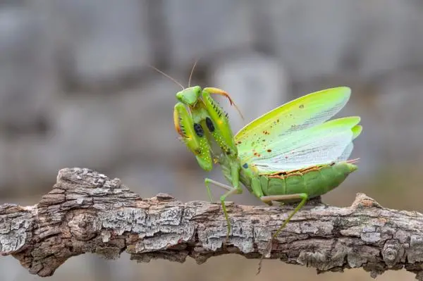 Is the praying mantis poisonous?