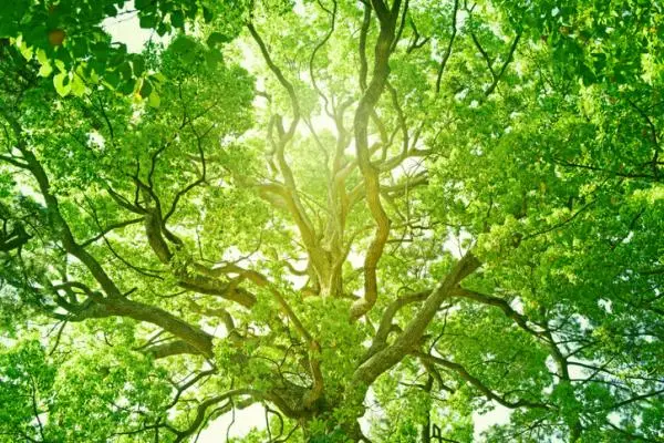 Tree benefits