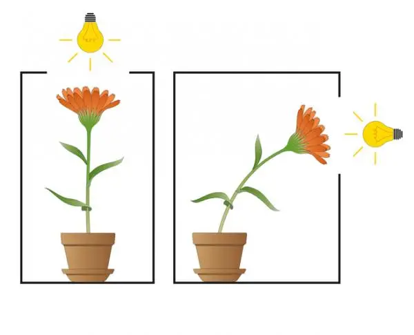 Tropism: what it is, types, and examples
