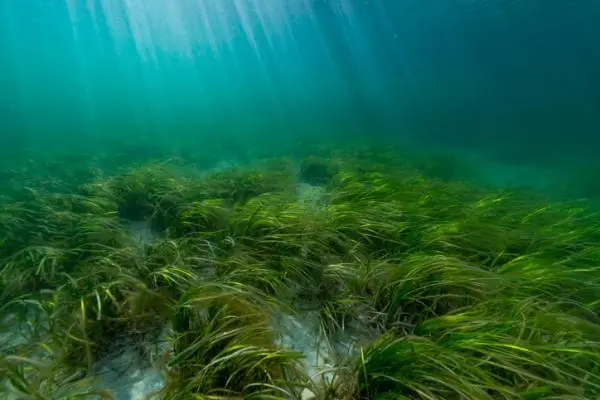 Are algae plants?