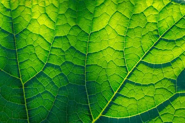 Where plants breathe and how they do it