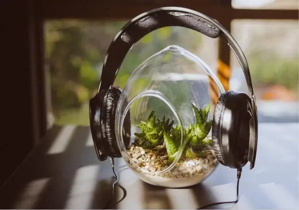 Is music good for plants?