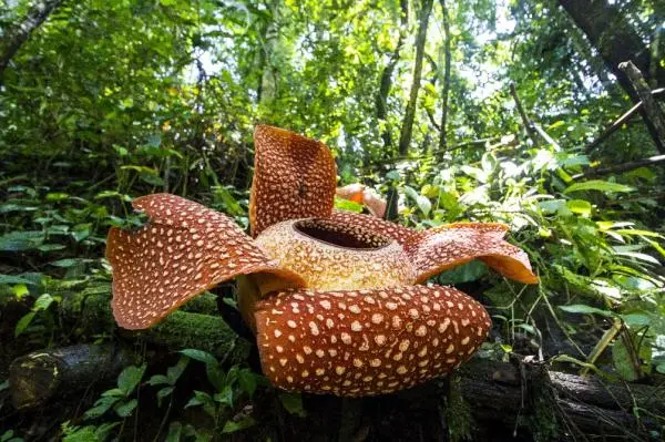 The rarest plants in the world and their names