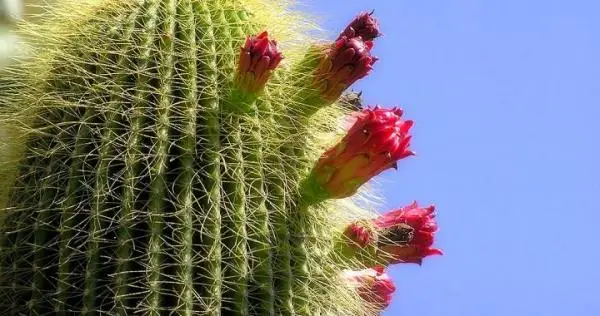 Tips to help cacti bloom