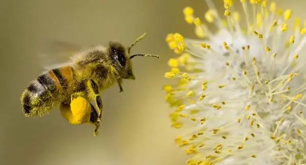 The importance of bees