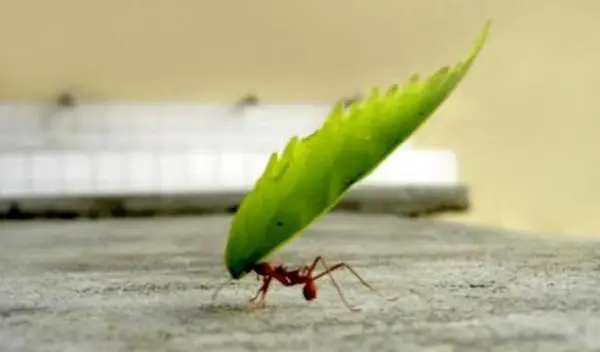 The importance of ants
