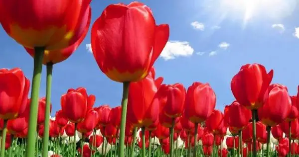 Fun facts about tulips