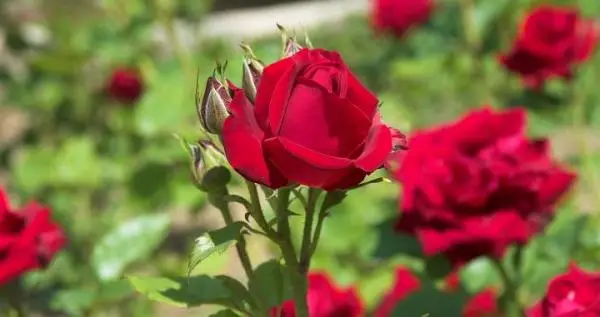 Why do roses have thorns?