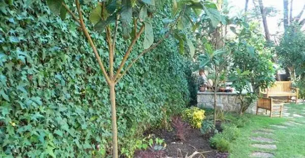 Types of ivy