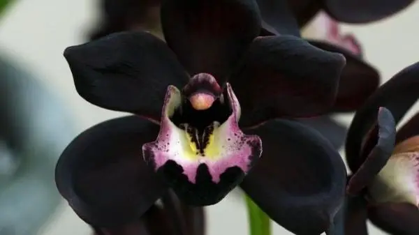 Cultivation and care of the black orchid