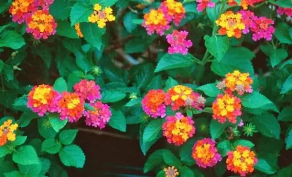 Growing and caring for lantana