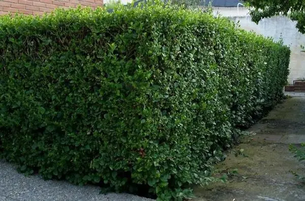 What are the fastest-growing hedges and trees?
