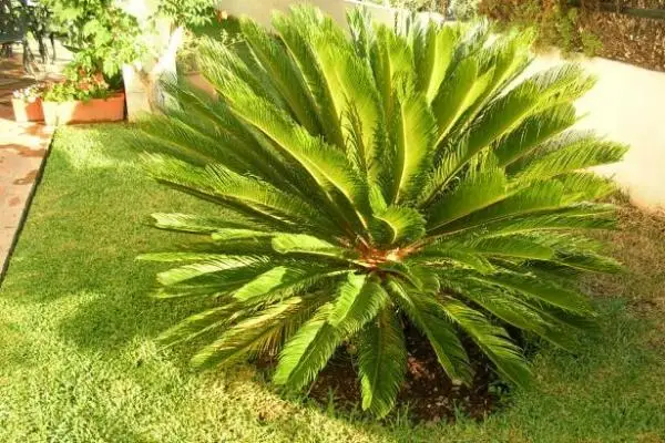 Caring for the cica, an indoor palm tree