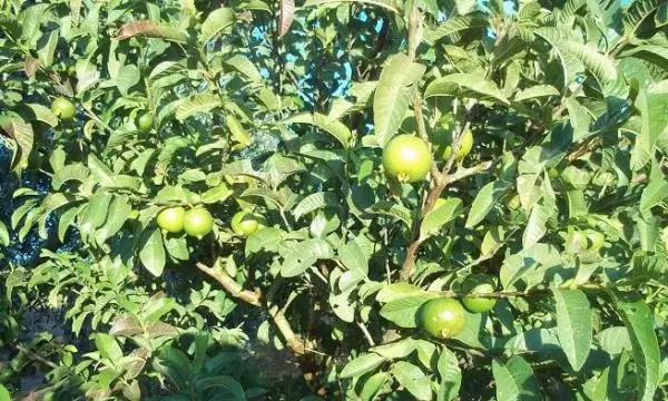 Guava tree care