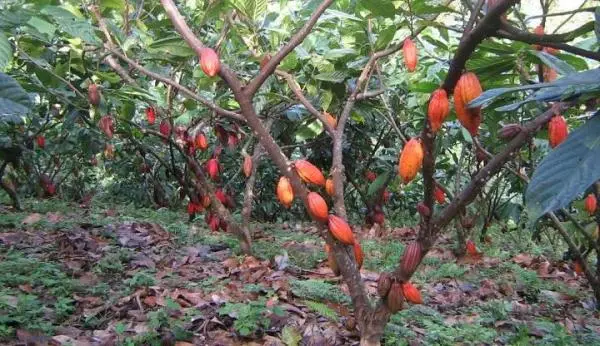 How to grow cocoa and chocolate at home