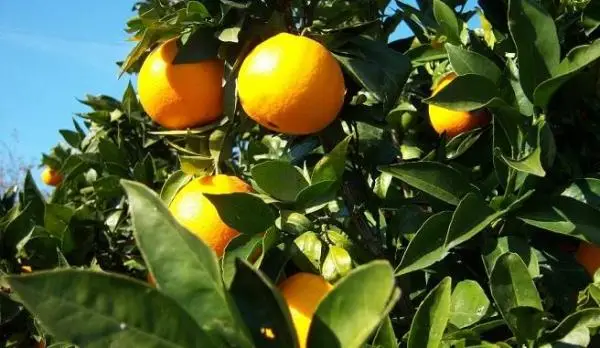 How to grow a potted orange tree