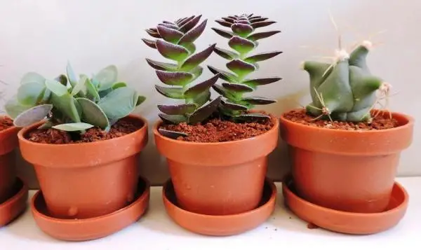 Succulent plants that you didn’t know