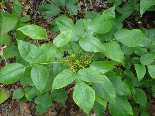 Identifying poison ivy in your yard