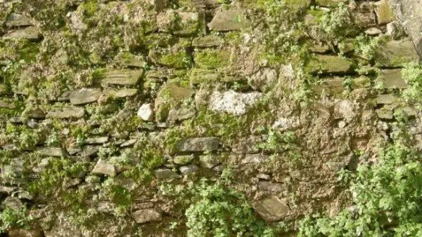 How to remove moss from walls