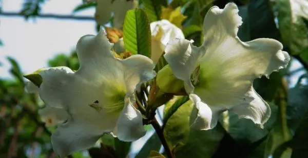 Cultivate the lady at night, a shrub with a fantastic aroma