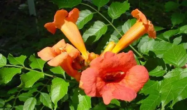 How to grow the trumpet vine