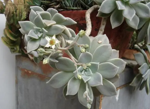 Mother of Pearl or Graptopétalo plant care
