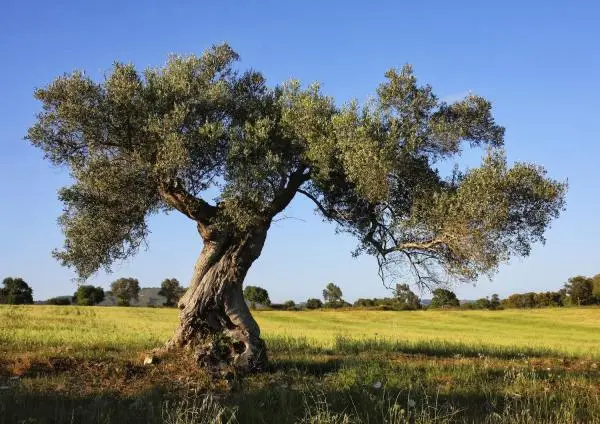 The oldest trees in the Iberian Peninsula