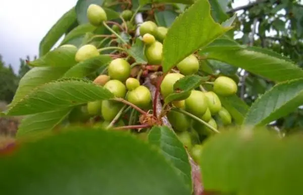 How to care for fruit trees