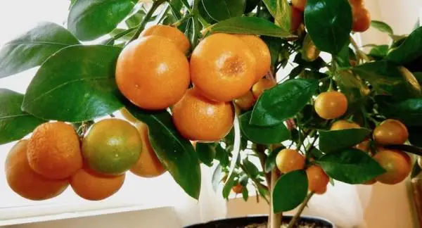 Caring for citrus fruits in pots: 5 practical tips