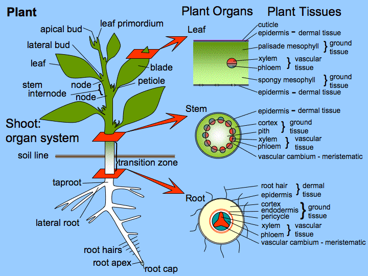 Types of plant tissues