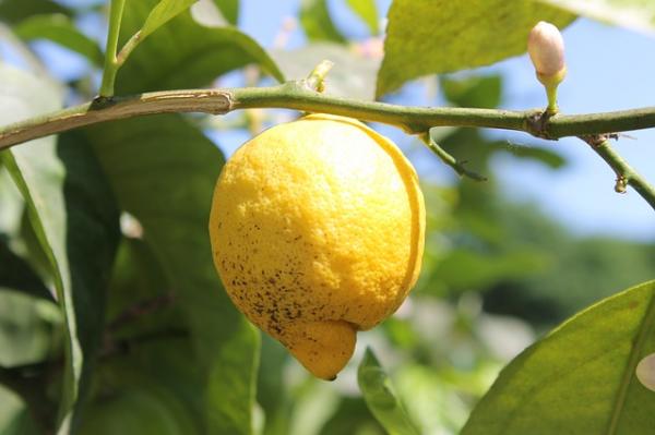 How to eliminate pests on a lemon tree