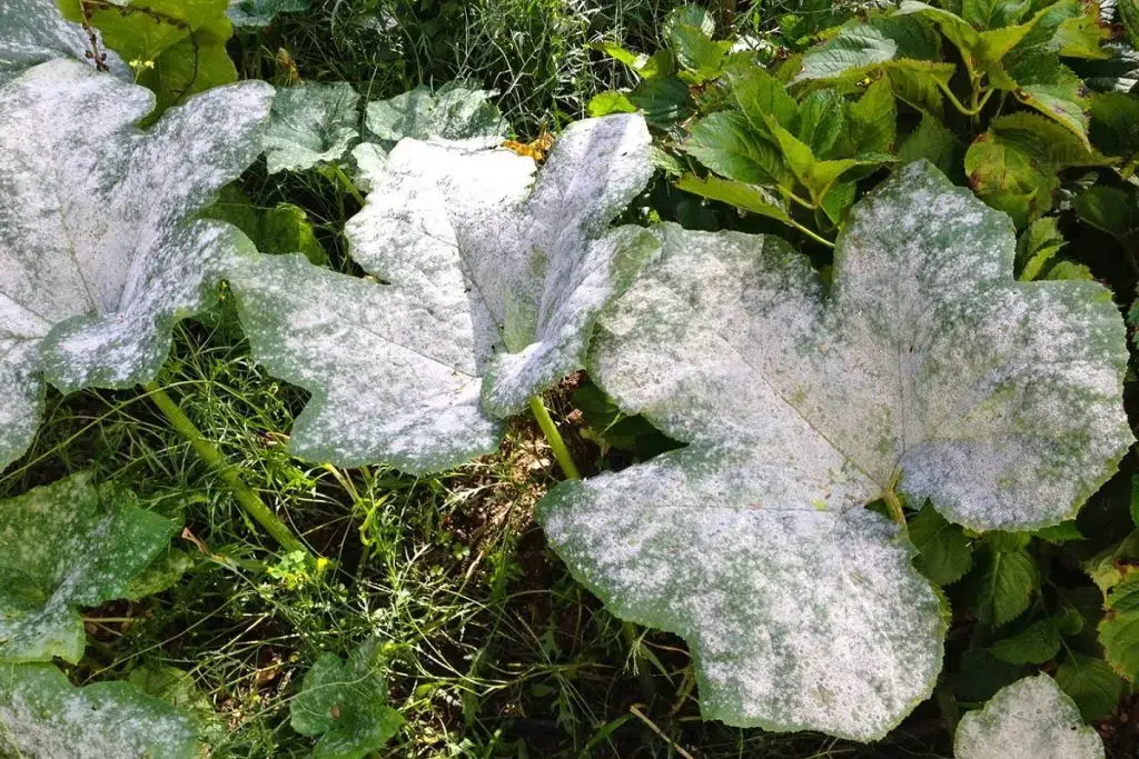 Symptoms and treatment of roseate powdery mildew