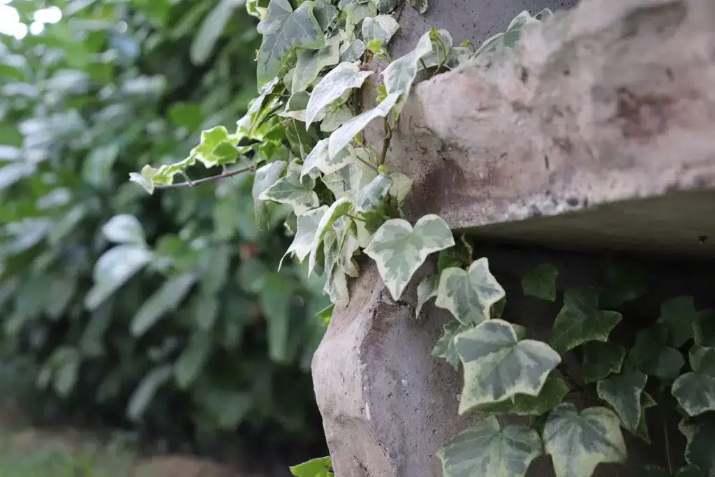 How to make an ivy cutting?