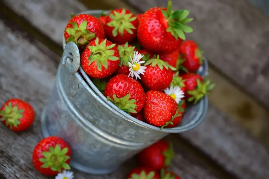 Planting strawberries in tubes