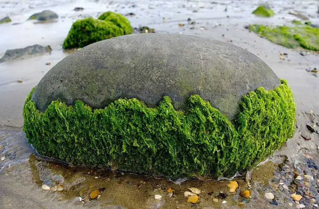 Characteristics and types of algae