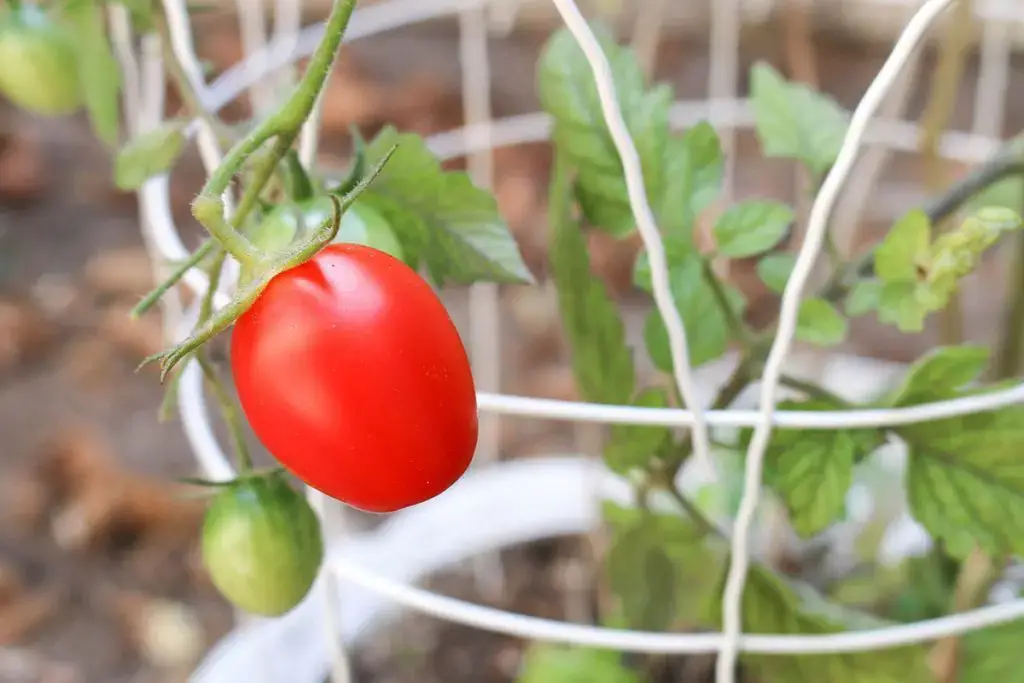 How to plant potted tomatoes