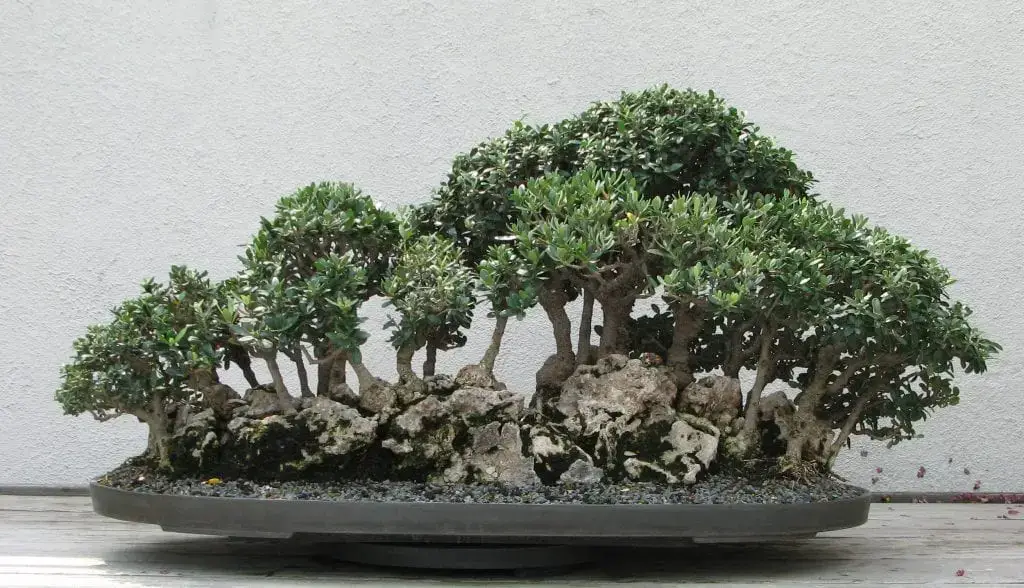 How to make an olive bonsai