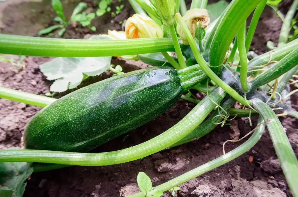 How and when to sow zucchini