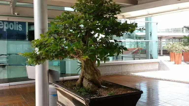 How to care for a jaboticaba bonsai?