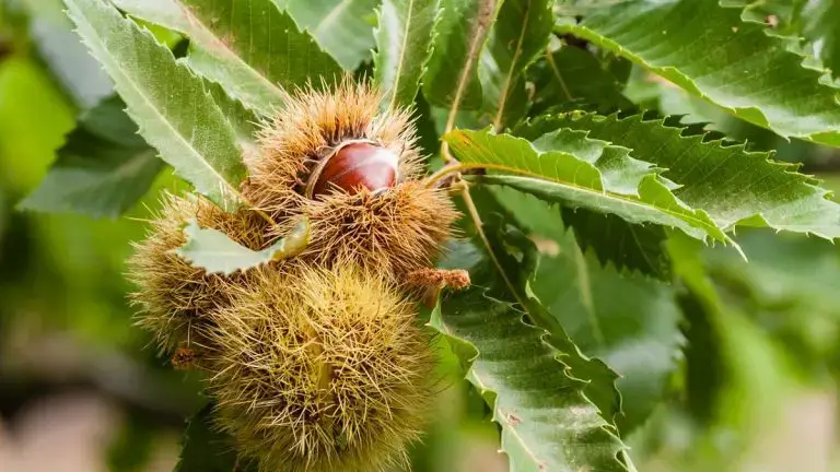 Chestnut tree care and cultivation