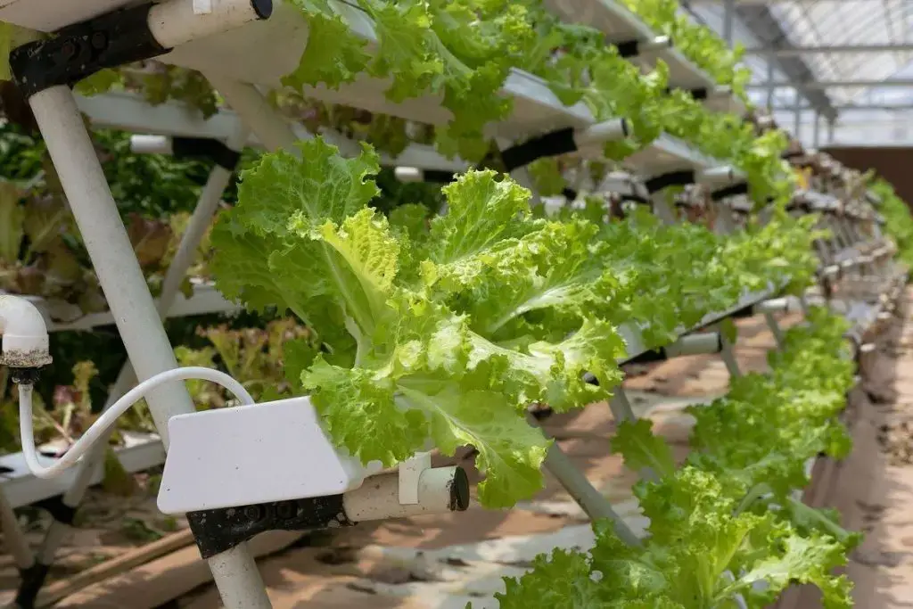 What is hydroponic cultivation?
