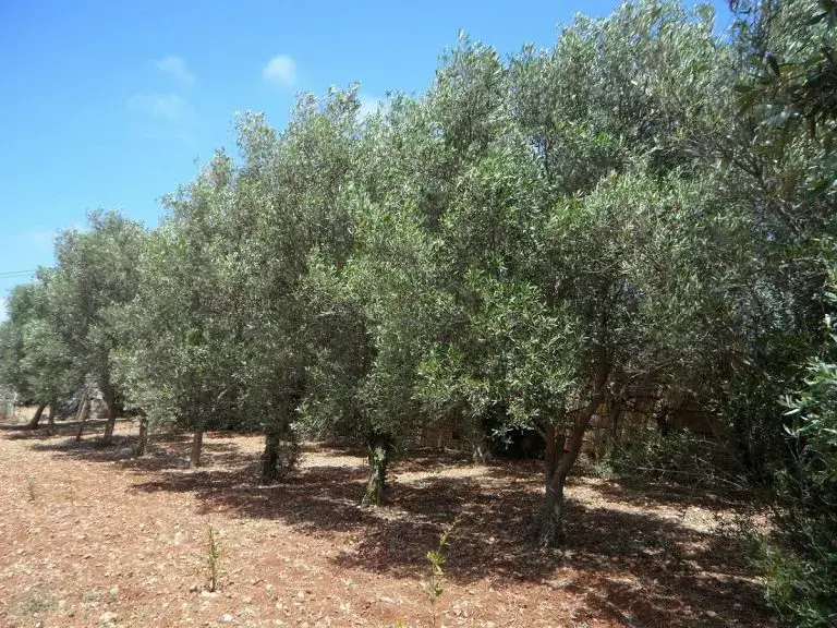 When and how to fertilize the olive trees?
