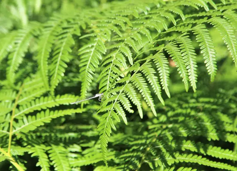 What is a fern and what are its characteristics?