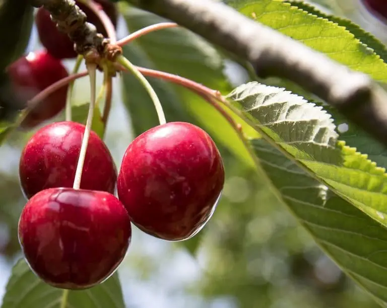 Cherry tree diseases