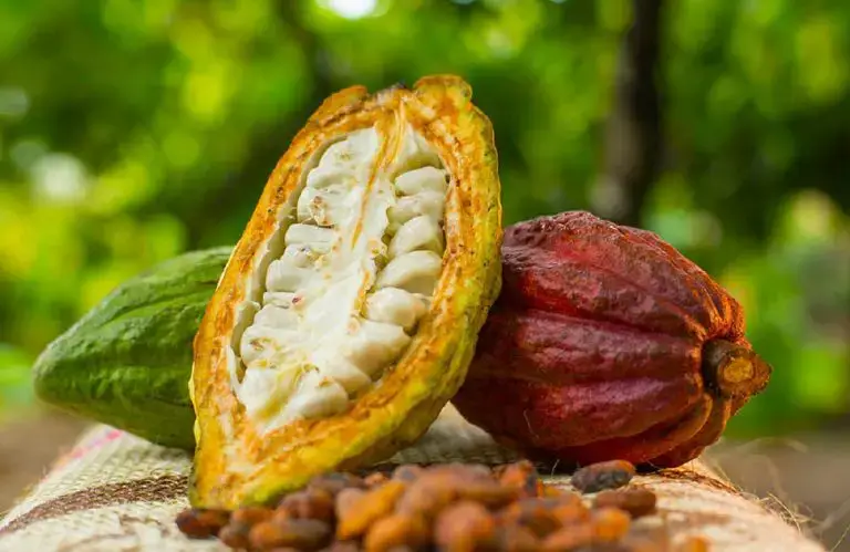 How to grow cocoa