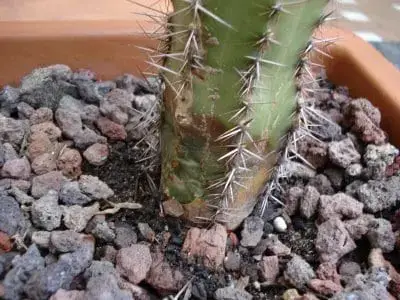 How to Prevent Diseases in Cactus?
