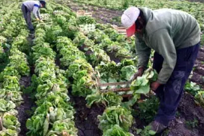 Vegetable cultivation
