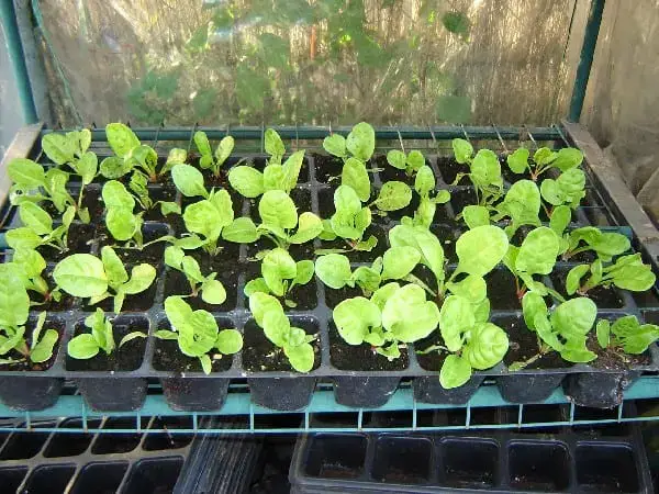 Sowing Vegetables in Seedlings in Containers