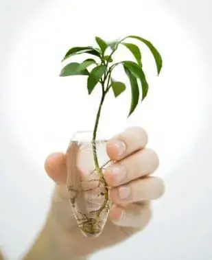 How to grow plants in water?